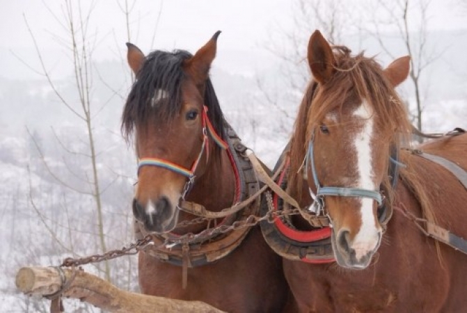 zieleniec11_1turnus13_20110208_1130418605